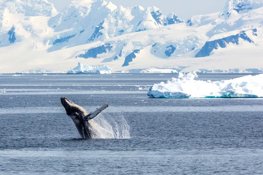 Ballenas Antartica