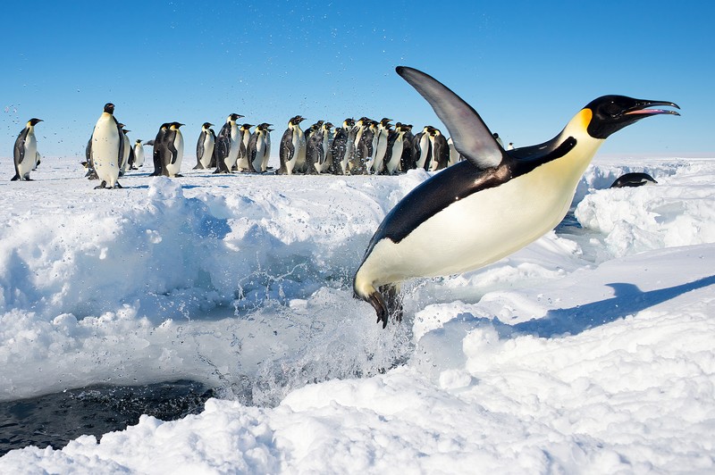 Pingüino Emperador