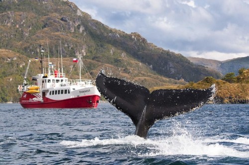Chile avistamiento ballenas