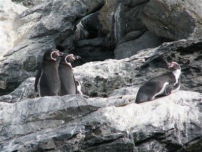 Pinguinos Humbolt